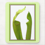 Two Pitcher Plants Mousepad