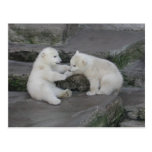 Two Polar bear cubs Post Cards