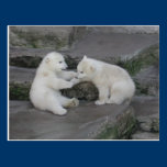 Two Polar bear cubs postcards