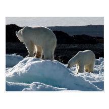 Two Polar bears Post Cards