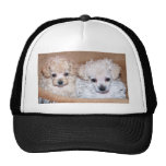 Two Poodle puppies brother sister Mesh Hats