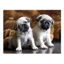 Two Pugs Postcard
