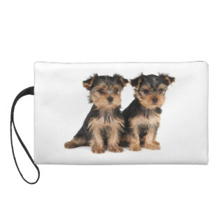 Two puppies of the Yorkshire Terrier