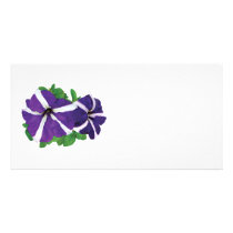 Two Purple and White Petunias photo cards