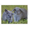 Two Rabbits Card