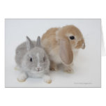 Two rabbits.Netherland Dwarf and Holland Lop. Greeting Card