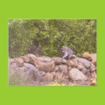 Two Raccoons Postcard postcards