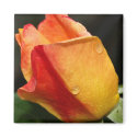 Two Raindrops Magnet by dawnlopez331 Two Raindrops Magnet