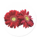 Two Red Daisies sticker
