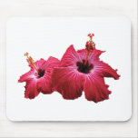 Two Red Hibiscus