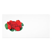 Two Red Impatiens photo cards