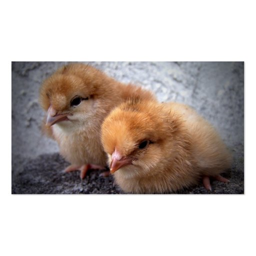 two rhode island red chicks photo vignette business card template (back side)