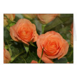 Two Roses cards