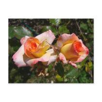 Two Roses Postcard by wingedturtle Two Roses Postcard