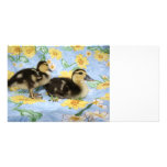 two rouen ducklings facing right one standing custom photo card