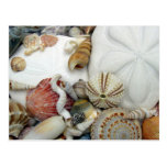Two Sand Dollars, Blank Postcard