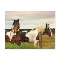 Two Scottish beauties close up postcards