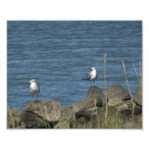 Two Sea Gulls Photo Art