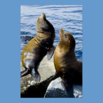 Two Sea Lions Sunning Poster posters
