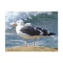 Two Seagulls postcards by lifesphere Two Seagulls postcards