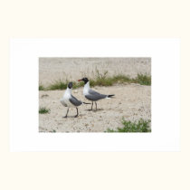 Two seagulls. posters by Acorns_tree Two seagulls. posters
