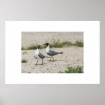 Two seagulls. posters