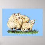 two sheep animal poster