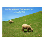 Two Sheep are Grazing Peacefully postcards