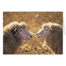 Two Sheep Card