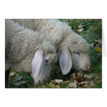 Two Sheep Grazing Blank Card