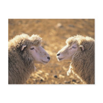 Two Sheep Postcard