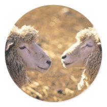 Two Sheep stickers by alternateworlds Two Sheep stickers