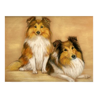 "Two Shetland Sheepdogs" Dog Art Print by CharlottesWebArt