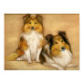"Two Shetland Sheepd...