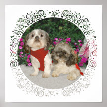 Two Shih Tzus in a Garden Poster