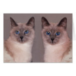 Two Siamese Cats Greeting Cards