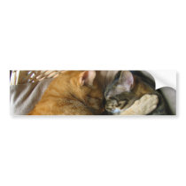 Two Sleeping Tabby Cats Cuddling Bumper Stickers