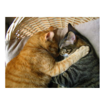 Two Sleeping Tabby Cats Cuddling Posters