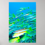 Two-Spot Snapper Print
