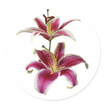 Two Stargazer Lilies stickers by SusanSavad Two Stargazer Lilies stickers