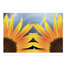 Two Sunflower Lightning Storm Post Cards