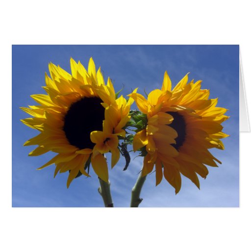 Two Sunflowers Cards