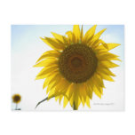 growth, abundance, agriculture, horizontal,
