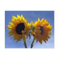 Two Sunflowers Notes Card postcards