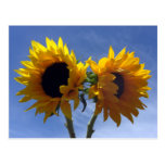 Two Sunflowers Notes Card Postcards
