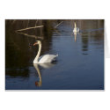 Two Swans cards