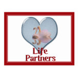 Two Swans Swimming w/text "Life Partners" Postcards