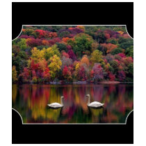 Two Swans t-shirts by markthaler Two Swans t-shirts