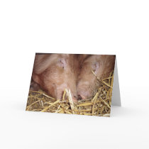Two Sweet Sleeping Pigs Photograph - Blank Cards