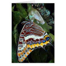 Two-tailed pascha, Charaxes jasius, Provence, Fran Cards